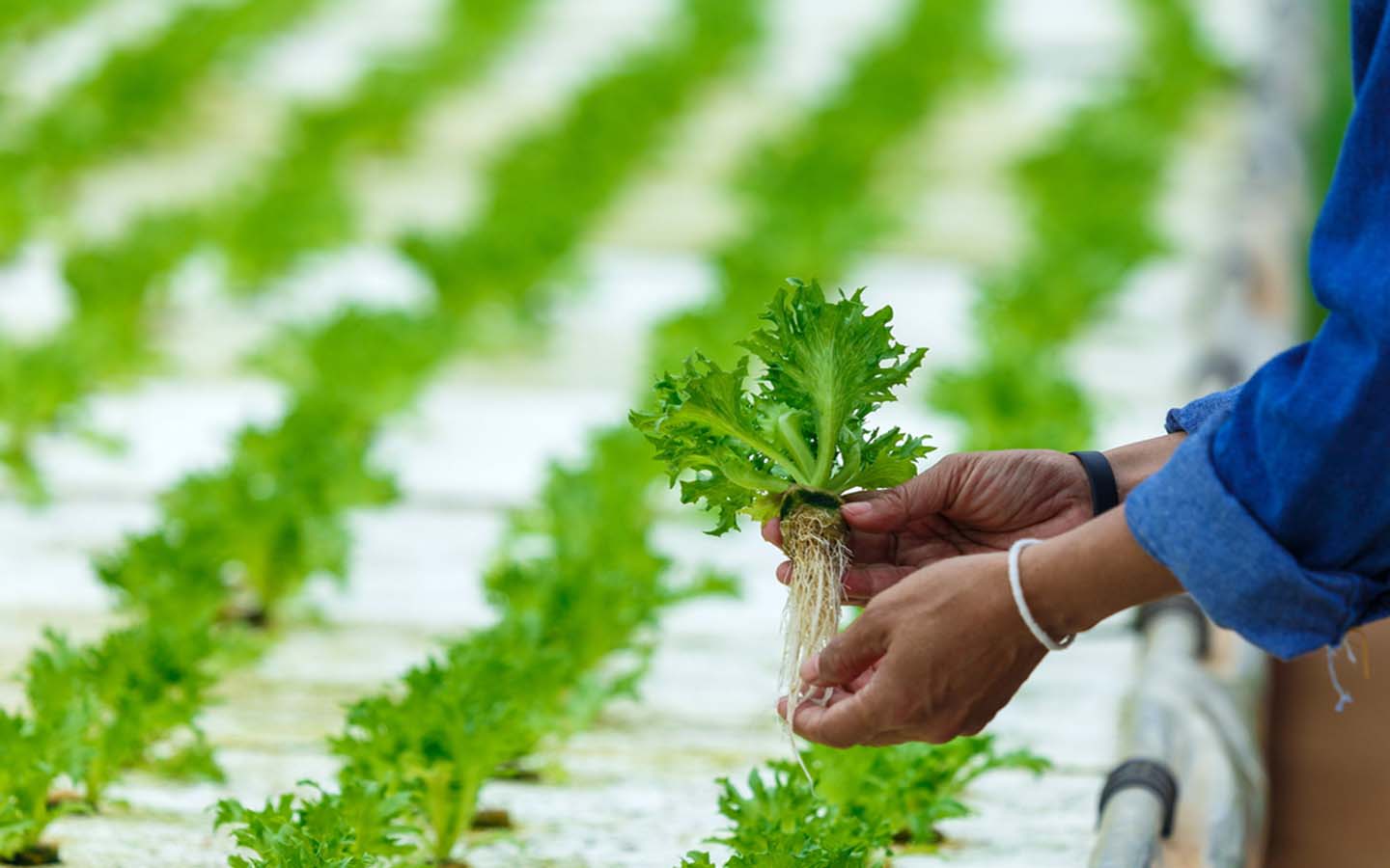 	Benefits of Hydroponic farming 